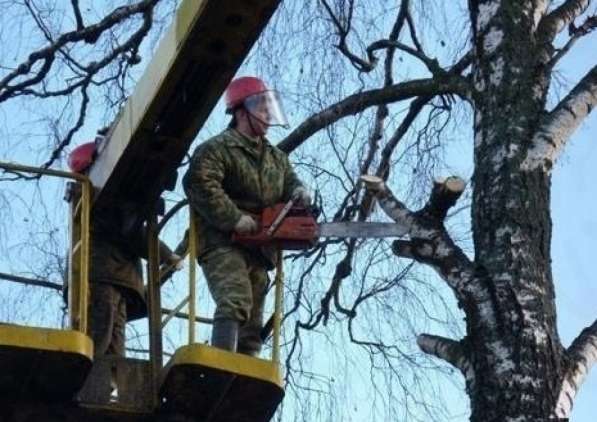 Цены на спил деревьев, обрезку и вырубку в Пушкино