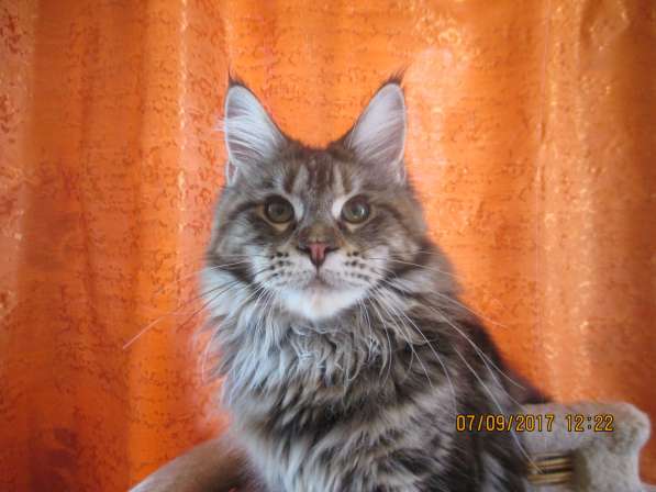 Взрослые девочки из питомника, возможно в совладение в Екатеринбурге фото 15