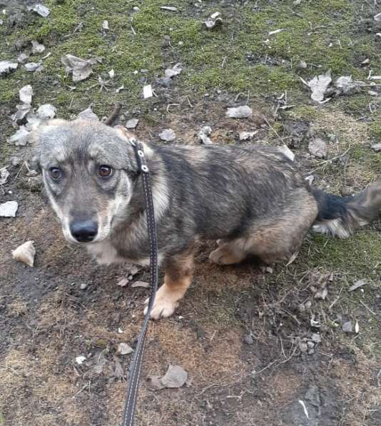 Маленькая собачка на коротких лапках в Санкт-Петербурге фото 15