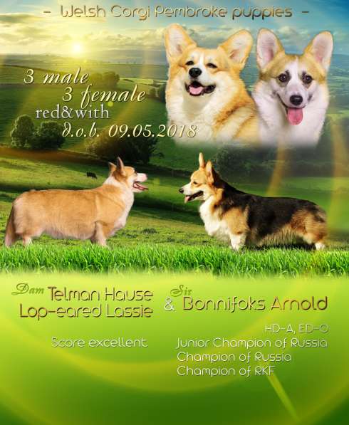 Щенки вельш корги пемброк в Челябинске фото 7