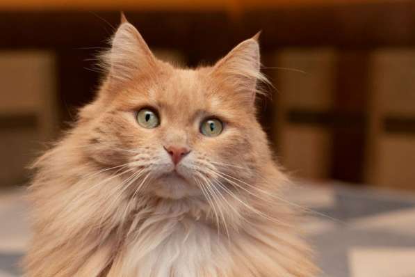 Кошка в добрые руки. Тильда — витамин радости в Калуге фото 9