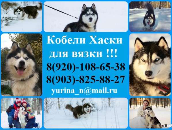 Кобели очень красивых Сибирских Хаски для вязки