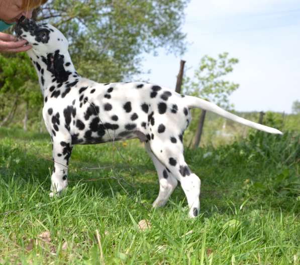 Dalmatian Puppies from White Gures в 