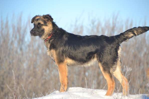 Щенок-подросток Челси в дар! в Москве фото 5