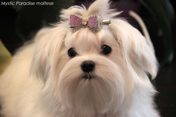 Малышки мини мальтезе в Москве фото 5