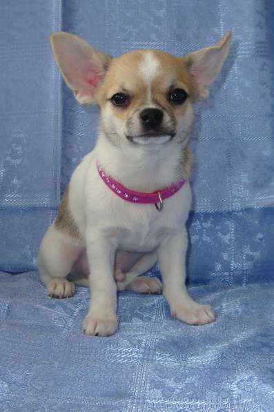 Красавчик чихуахуа в фото 7