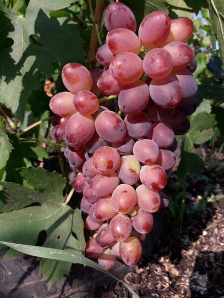 Саженцы малина смородина виноград в Таганроге фото 4