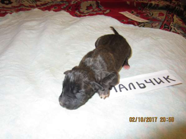 Щенки в Ульяновске фото 15