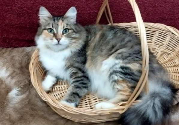 Кошка в добрые руки. Пушистая трехцветная Шаня