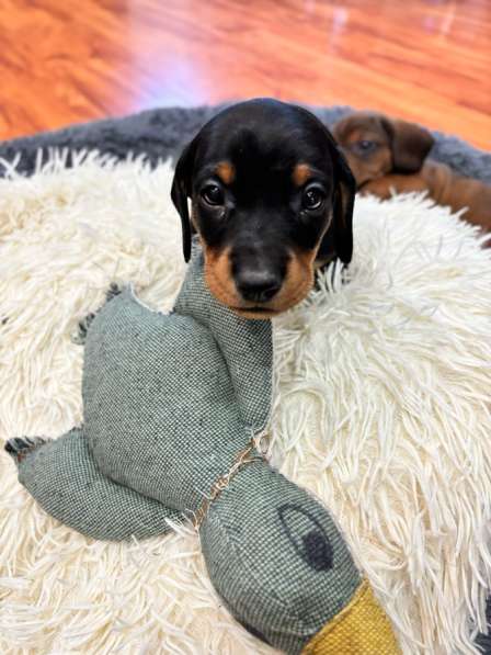 Такса, щенок в Липецке