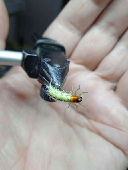 Мушки и нимфы в Ухте фото 8