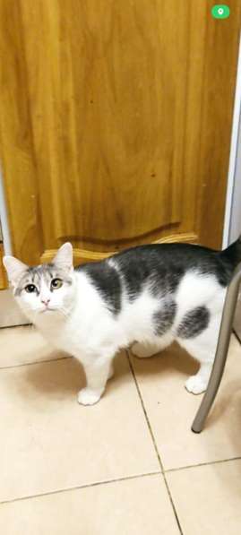 Кошечка Фрося в добрые руки в Москве фото 8