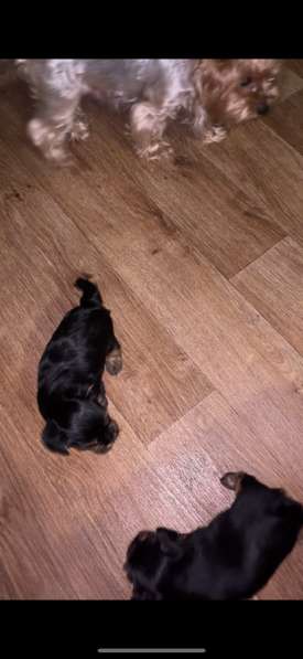 Собаки в Москве