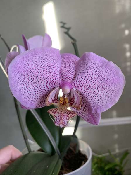 Орхидея