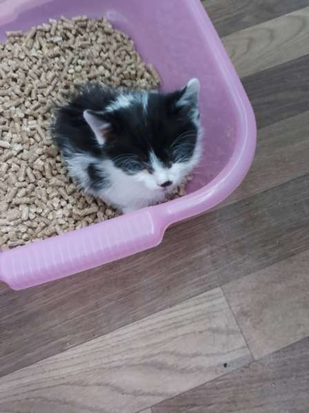 Котенок в дар