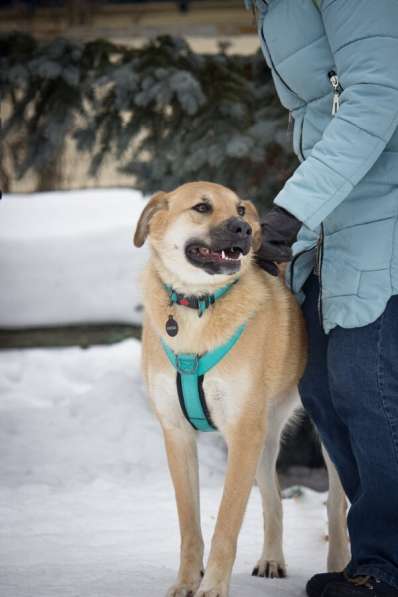 Чудесная Барабулька ищет дом и любящую семью! в Москве фото 3