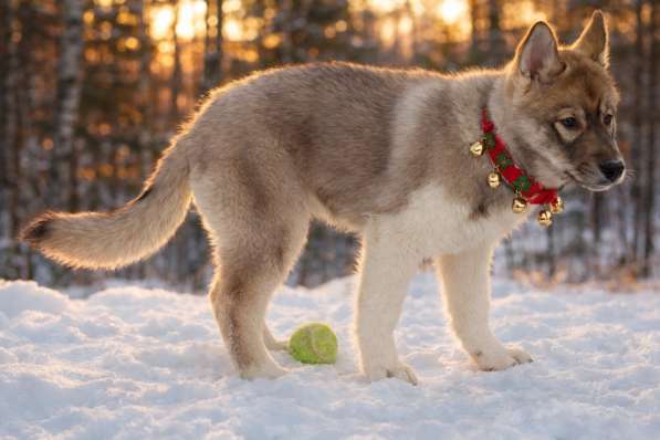 Хаски агути в Екатеринбурге фото 4