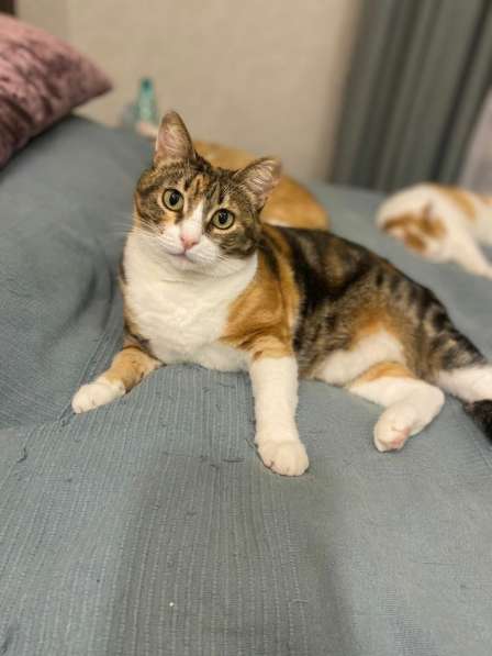 Трехцветное счастье - кошечка Мурашка ищет дом! в Москве фото 4