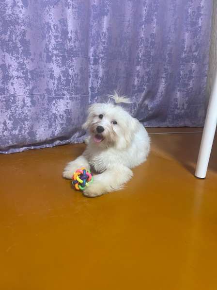 Продам щенка в Шахтах фото 3