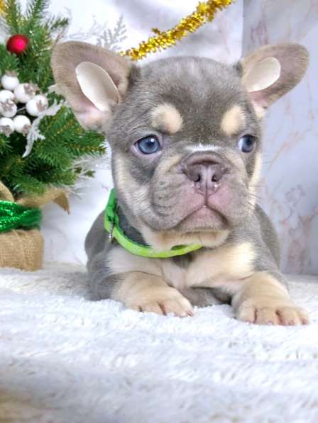 Щенки французского бульдога в Железнодорожном фото 7