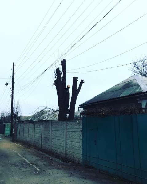 Профессиональное удаление и обрезка деревьев в ЛНР в фото 6