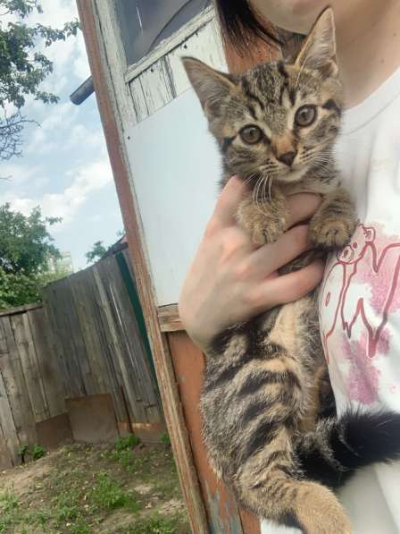 Котенок в Орле фото 6