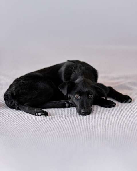 Молли — классическая чёрная собака-метис ищет дом в Москве фото 4