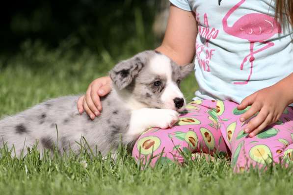 Вельш корги кардиган-мальчик в Москве фото 3