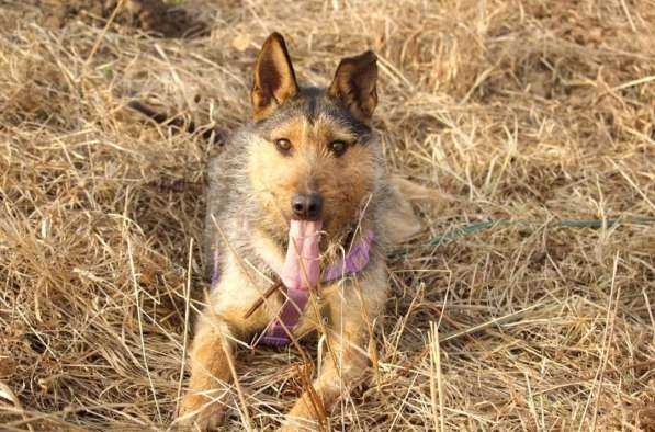 Джо и Ася ищут хоязина в Калуге фото 3