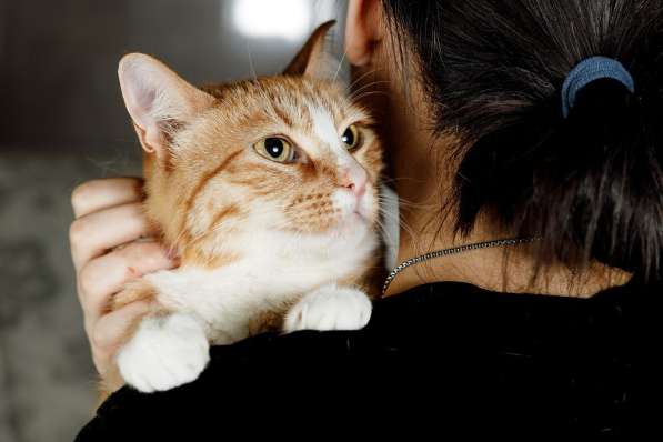 Солнечная кошечка Шани ищет дом в Москве фото 3