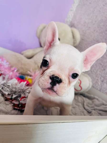 Французский бульдог в Уссурийске