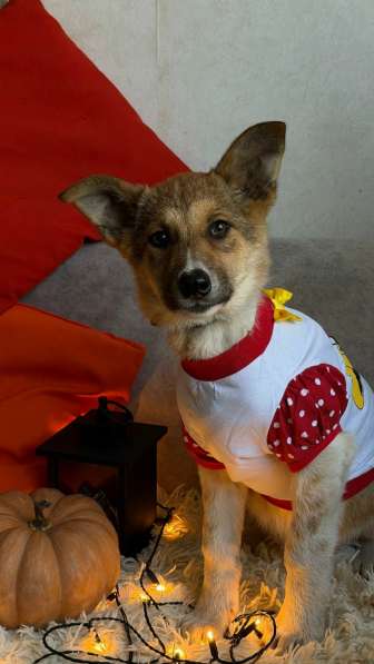 Очень красивые щенки в Санкт-Петербурге фото 4