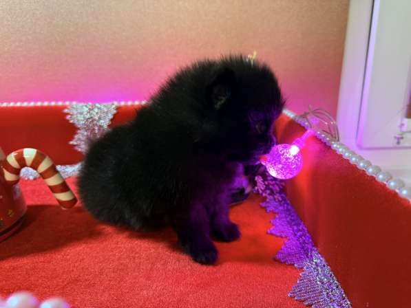 Щенки померанского шпица в Москве