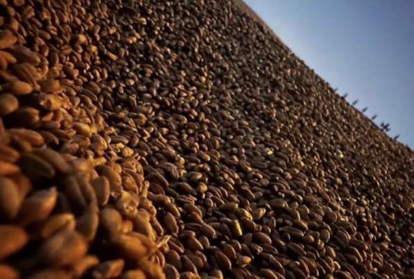 Зерно, пшеница в Москве