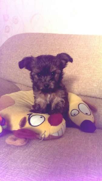 щенки Йорка в Санкт-Петербурге фото 4