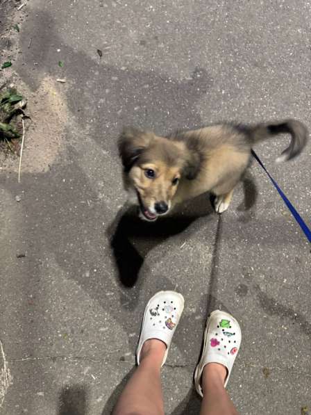 Щенок девочка в Москве