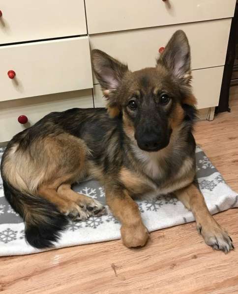 Тимоха в поисках дома и друзей в Химках фото 5