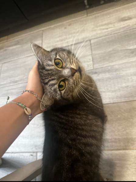 ⭐️Кошка породистая в добрые руки ⭐️ в Москве фото 9