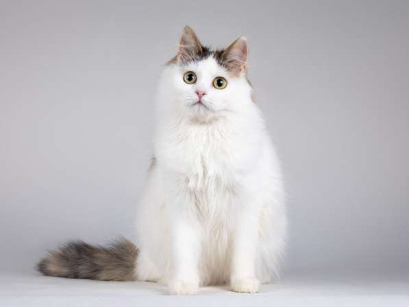 Ласковая Зая, котёнок-подросток, девочка, трёхцветка в Москве фото 6