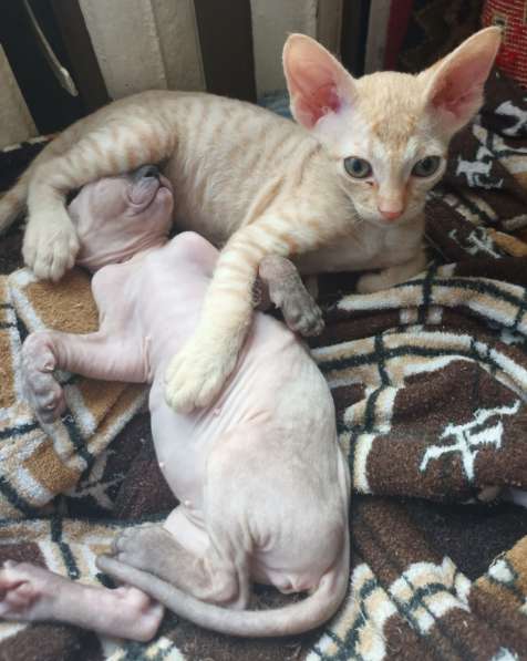 Котята (донской сфинкс) ищут папумаму в 