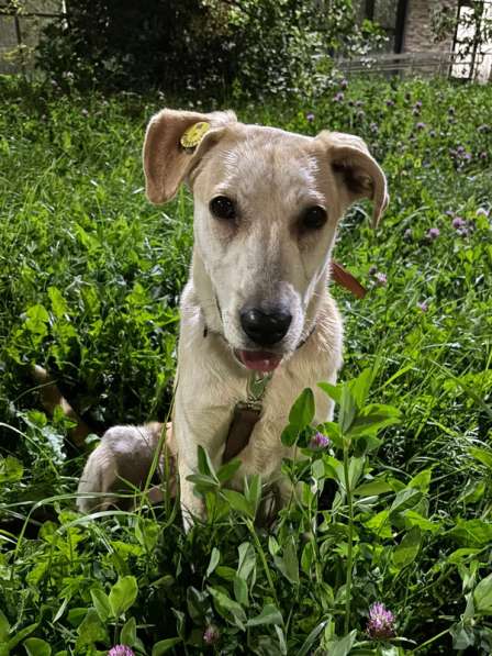 Отдадим солнечного красавчика Барабашку в заботливые руки в Москве фото 4