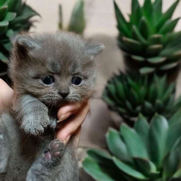 Британские красавчики