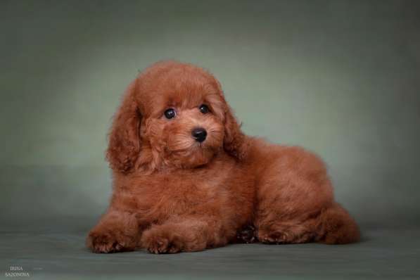 Той пудель девочка в Москве фото 7