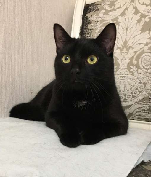 Молодой ласковый котик в Санкт-Петербурге фото 5