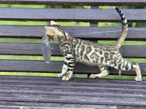 Предлагаются Бенгальские котята из питомника с документами в фото 13