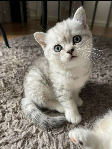 Британские котята в фото 10