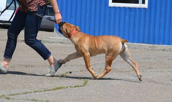 Щенки ЮА Бурбуля в Краснодаре фото 3