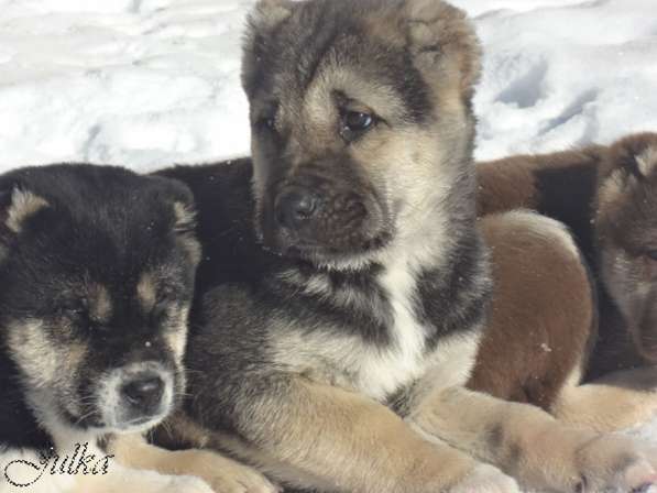 Продаются щенки САО(алабаи),от отарников Таджикистана в Владимире фото 18