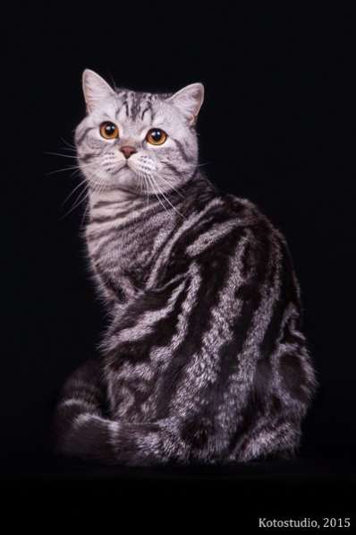 Роскошные котята scottish fold с родословной в Саратове фото 5