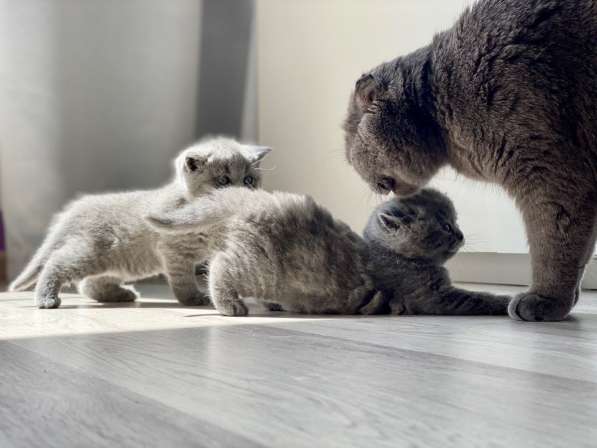 Шотландские плюшевые котята в Москве фото 19